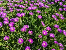 many purple flowers are growing in the grass