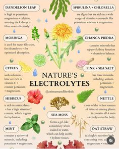 Holistic Herbs, Herbal Water, Oat Straw, Water Hydration, Herbal Remedies Recipes, Medicinal Herbs Garden