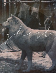 an image of a horse that is standing in the dirt and has writing on it