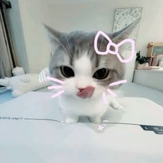 a grey and white cat sitting on top of a desk next to a pink bow