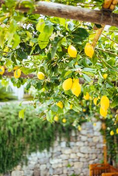 the lemon tree is full of yellow fruit