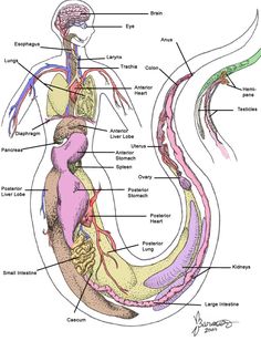 Human Mermaid Hybrid, Half Snake Half Human Anatomy, Anatomy Of Mermaid, Snake People Art, Merman Drawing Reference, Snake Hybrid Human, Snake Person Character Design, Mermaid Powers, Snake Anatomy