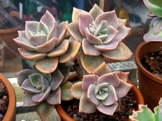 there are many succulents in the potted plants