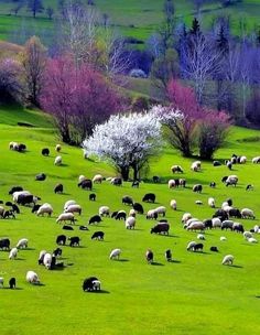 a large herd of sheep grazing on a lush green field with trees in the background