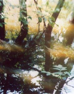 blurry photograph of trees and water in the woods with yellow flowers growing on them