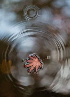 a leaf floating on top of water in a pond