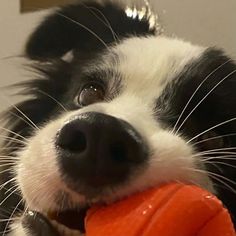 a black and white dog chewing on an orange toy