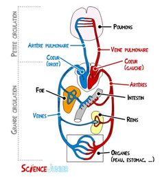 diagram of the human body with labels on each side and labeled parts labelled in red