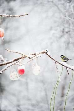 a bird is sitting on a branch in the snow