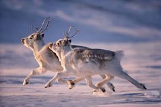 two white - tailed deer running in the snow with their backs turned to the camera