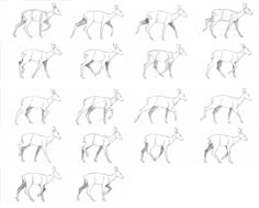 several different types of deers are shown in this drawing lesson, which shows how to draw