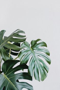 a green plant with large leaves against a white background