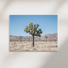 a joshua tree stands in the middle of an empty desert landscape with mountains in the background