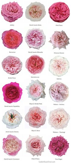 many different types of flowers are shown in this image, including pinks and white