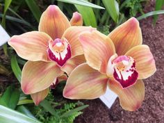 two yellow and red flowers with green leaves in the background