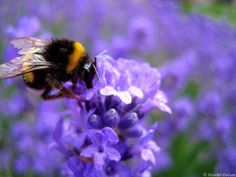 a close up of a bee on a purple flower