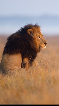 a lion is sitting in the tall grass