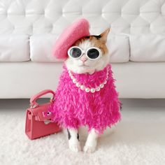 a cat wearing sunglasses and a pink outfit