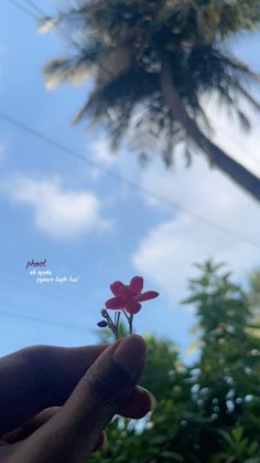 a hand holding a small red flower in front of a palm tree and blue sky