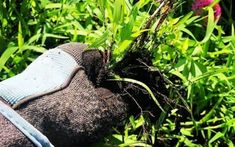 a gloved hand is holding a plant in the grass