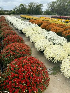 many different types of flowers are lined up in rows on the ground near each other