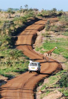 two giraffes walking across a dirt road next to a van and trees