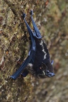 a bat hanging upside down on the side of a tree