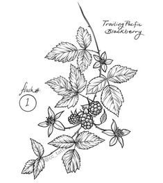 a black and white drawing of leaves and berries on a branch with the words,'trailing