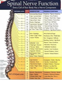 Spinal Nerve Function Chart Sinus Problems, Spinal Nerve, Spine Health, Abdominal Fat, Migraine Headaches, Medical Knowledge, Anatomy And Physiology, Sciatica, Acupressure