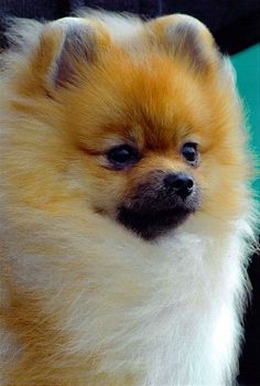 a small brown and white dog with blue eyes