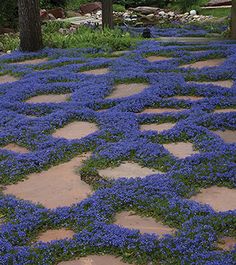 blue flowers are growing on the stone path in this garden area with trees and rocks