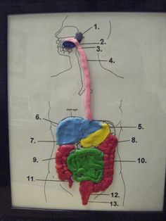 an image of a diagram of the human body with labels on it's side