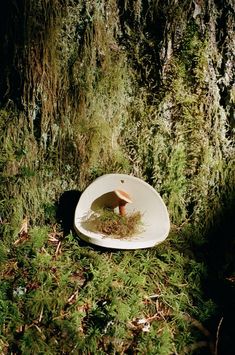 a mushroom sitting on top of a white plate in the middle of some green grass