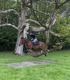 a woman riding on the back of a brown horse next to a tree in a field