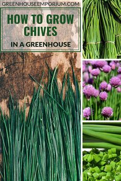 how to grow chives in a greenhouse