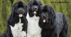 three black and white dogs standing next to each other on the grass with trees in the background