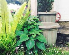 there are many different plants in the garden and one has a water fountain next to it