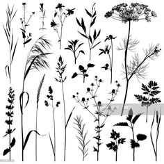 silhouettes of plants and flowers on a white background