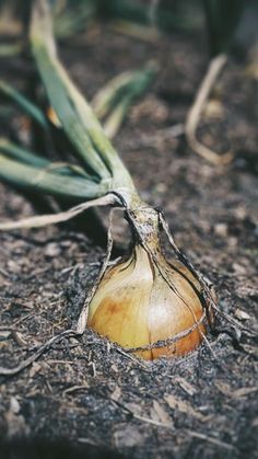 an onion is sitting on the ground next to some plants