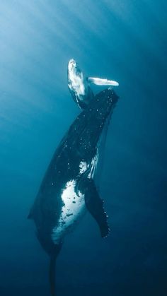 a humpback whale swimming in the ocean