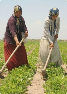 two women are working in the field with shovels and weeding headscarves