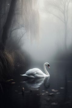 a white swan floating on top of a lake surrounded by trees in the foggy forest