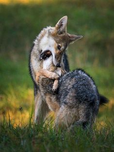 two wolf cubs playing with each other in the grass and one is holding a stick