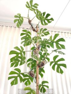 a tree with lots of green leaves on it's branches in front of a window