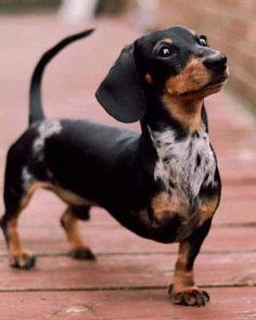 a small black and brown dog standing on top of a wooden floor