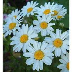 white daisies with yellow centers in a garden