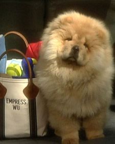 a fluffy dog standing next to a bag