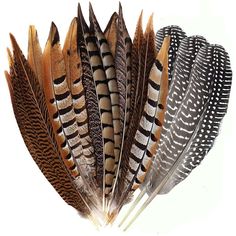 PRICES MAY VARY. Specification：A pack of 12pcs mixed natural feathers in 4 unique styles, 3pcs per style. Material： 100% natural pheasant feathers are not dyed，each feather is carefully selected by professionals,then sterilized by ultraviolet light.Safe soft and odor-free Size：Each feather is about 15-20cm long，Each kinds of feather has a beautiful pattern,you can choose different kinds and length of feather to meet your various needs..All of our feathers are natural so the size and shape may be Dream Catcher Crafts, Masquerade Decorations, Home Party Decorations, Craft Home, Feather Wedding, Pheasant Feathers, Ultraviolet Light, Feather Crafts, Tail Feathers