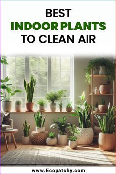 the best indoor plants to clean air