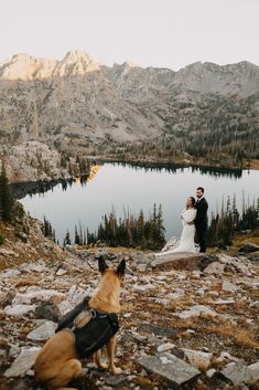 a bride and groom standing on top of a mountain next to a dog looking at the camera